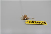 藏品(帶刺併額蟹)的圖片